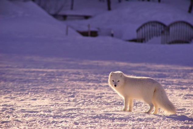 viaje lujo remoto naturaleza zorro ártico en Canadá ártico