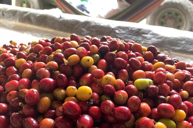 viaje eje cafetero colombia