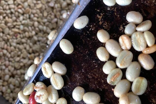viaje eje cafetero colombia