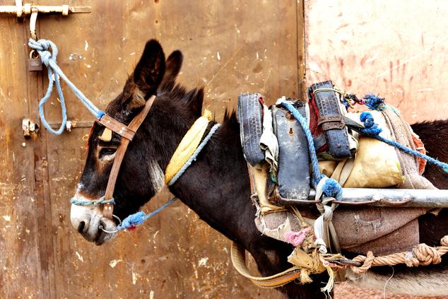 la medina marrakech burro