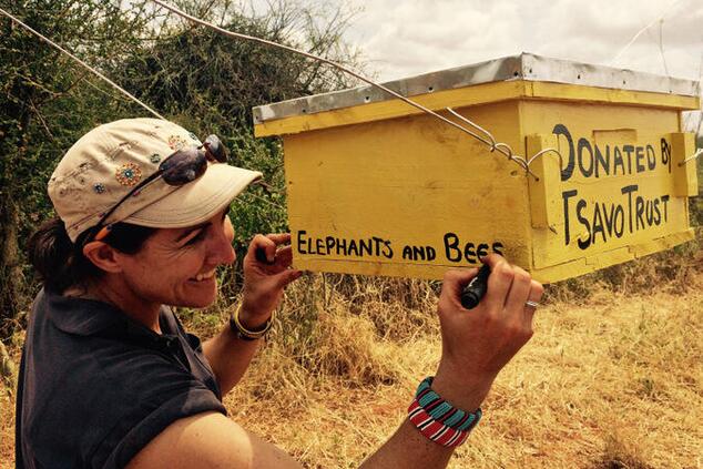 elephants and bees project africa