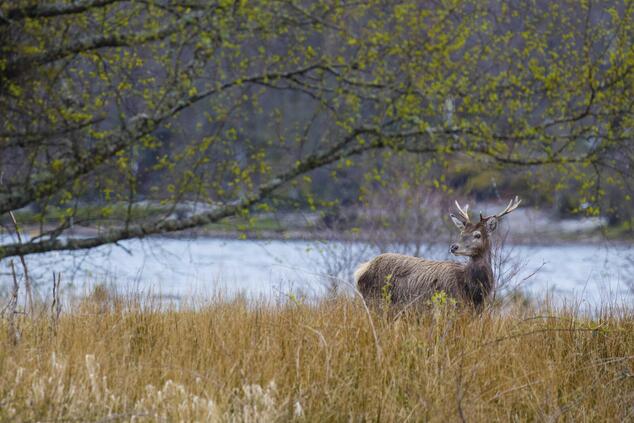 Parque Nacional de Cairngorms