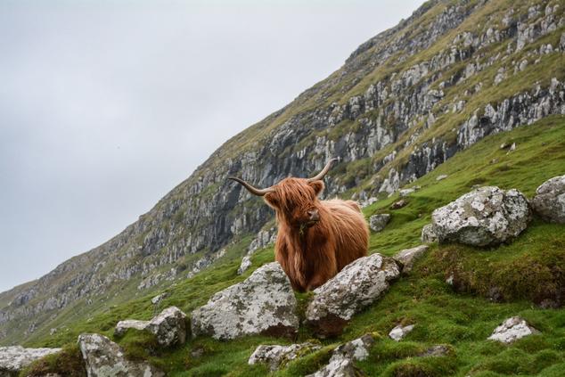vaca pelirroja escocesa