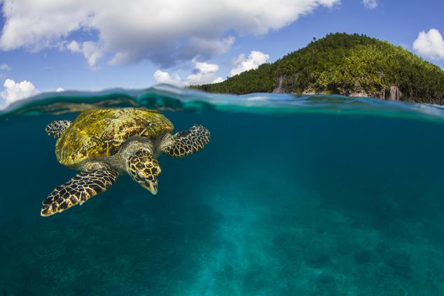 fregate island seychelles tortuga marina