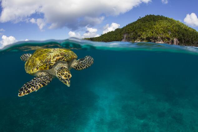 En la Isla Fregate anidan dos especies de tortugas marinas: la tortuga carey y la tortuga verde fregate island seychelles tortuga marina