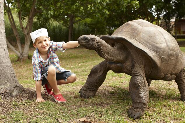 Criadas a partir de una población de 150 tortugas gigantes Aldabra hace unos 25 años, en la actualidad existen ya más de 3.000 ejemplares de esta especie fregate island seychelles tortuga tierra