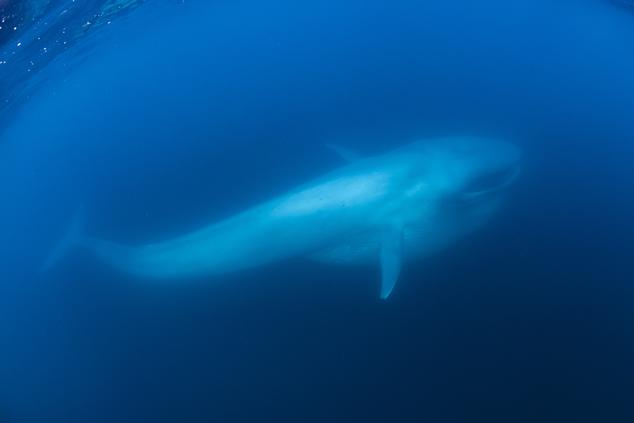 ballena azul ofer ketter
