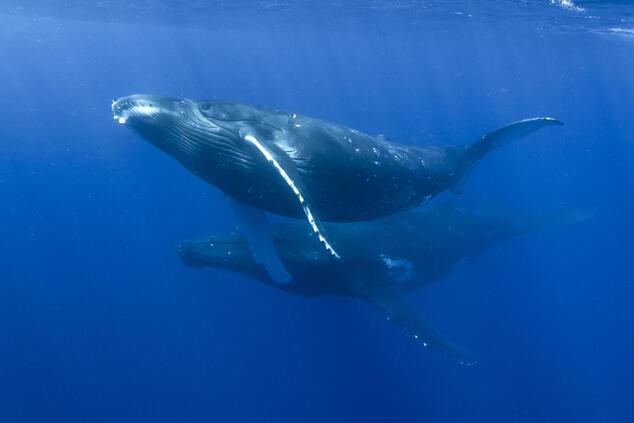 ballena rorcual ofer ketter