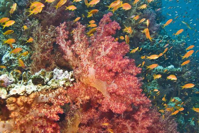 arrecife coral ofer ketter