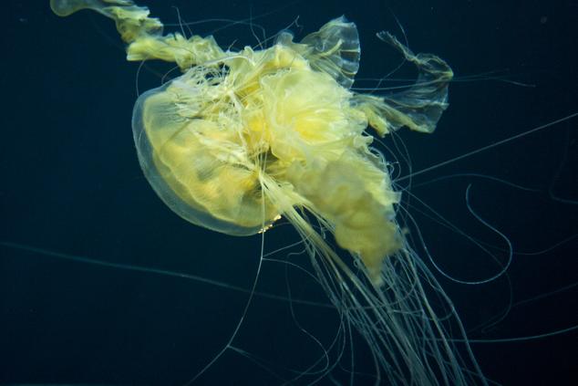 especie abisal medusa