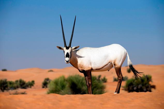 safari lujo 4x4 desierto Dubai