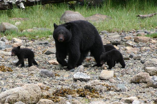 osos pardos viaje canadá