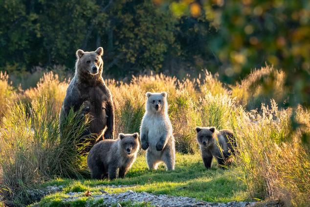 katmai parque nacional alaska