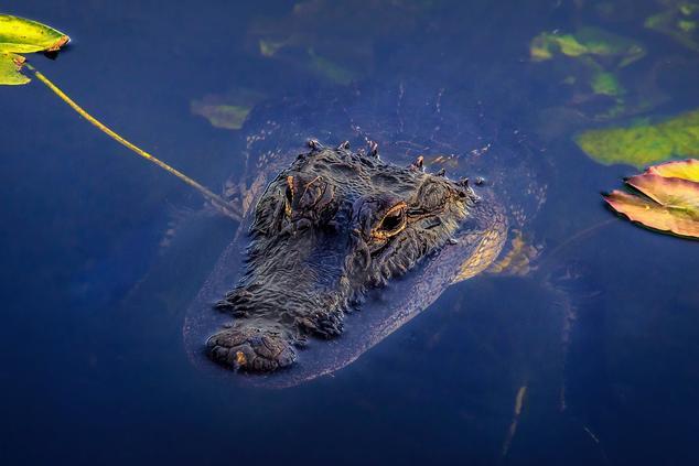 everglades parque nacional estados unidos