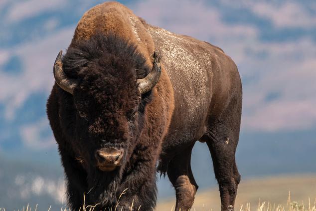 yellowstone parque nacional usa