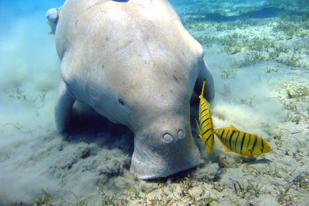 Entre las especies que habitan en su ecosistema marino encontramos al Dudong, un sirenio herbívoro que se alimenta de algas. dudong raja ampat