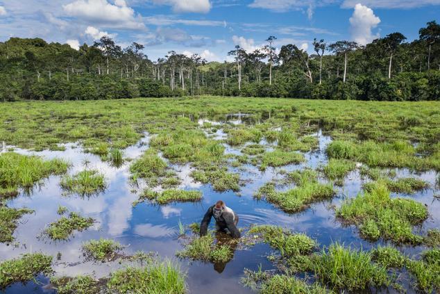 Se puede acceder a tres parques naturales en el Congo para observar los gorilas. Foto: Scott Ramsay. gorilas congo africa