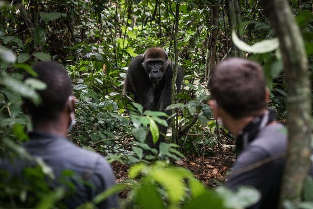 trekking gorilas congo africa