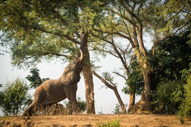 Los elefantes arrasan con la vegetación a su paso, y al mismo tiempo, contribuyen a regenerar el ecosistema. Zimbabue. 