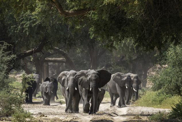 Los elefantes viajan buscando las lluvias y zonas verdes para alimentarse. Damaraland. Foto: Wilderness Safaris