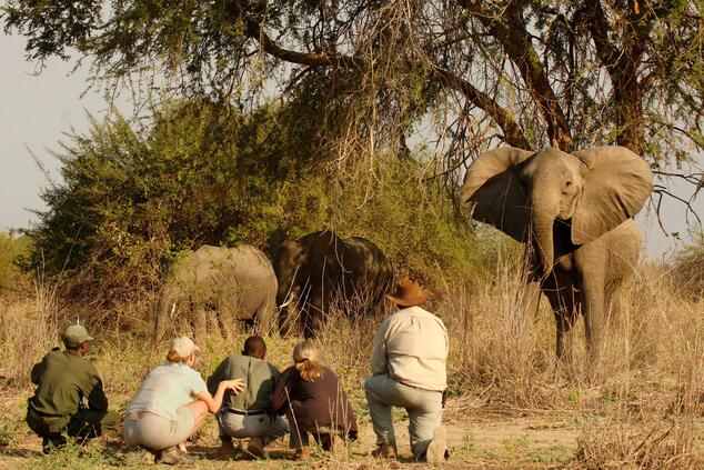 Un safari andando requiere de mucha paciencia y pausa en South Luangwa. Foto:Norman Carr