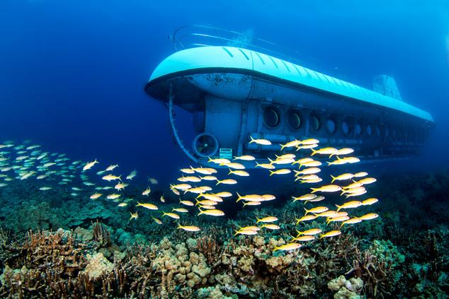 Safari submarino