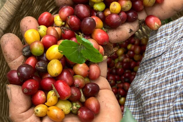 don leo ruta de café colombia