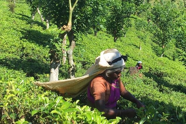 plantación de té sri lanka