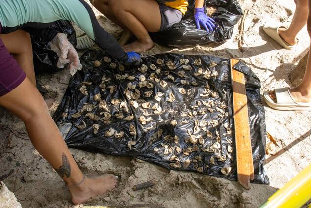 Exhumación de un nido de tortugas lora.