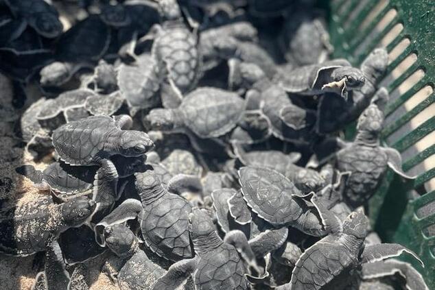 Nacimiento de las tortugas en el criadero. Tortuga lora costa rica conservacion