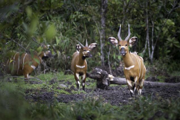 Bongos en el parque nacional de Odzala Kokua