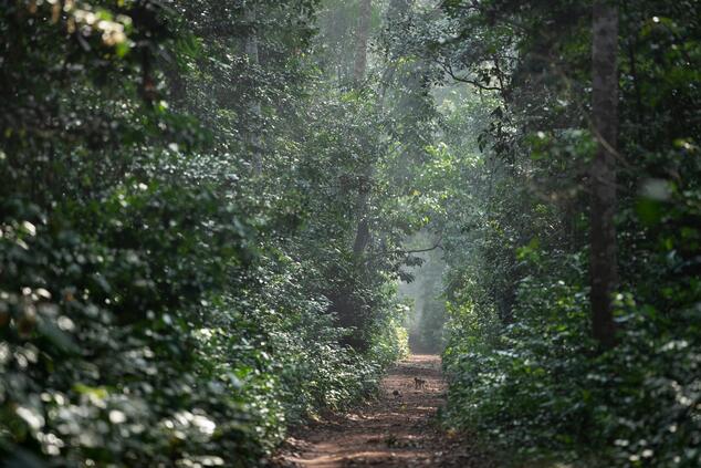 Un camino abierto en la selva congoleña Un camino abierto en la selva congoleña