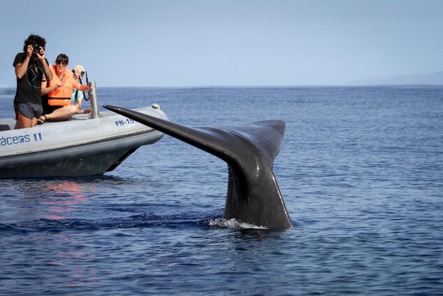 Ballena. Foto: Miguel Moniz.