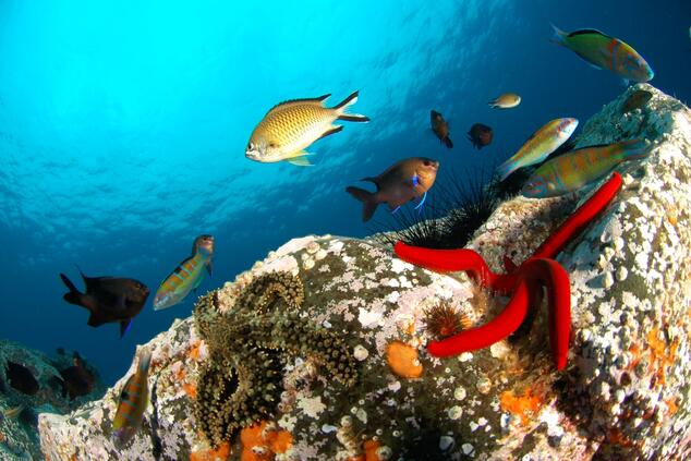 Buceo en Madeira, algo inesperado. Foto: Pedro Vasconcelos.
