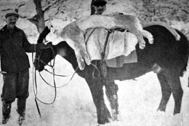 Un puma abatido, transportado a caballo durante una jornada de caza.