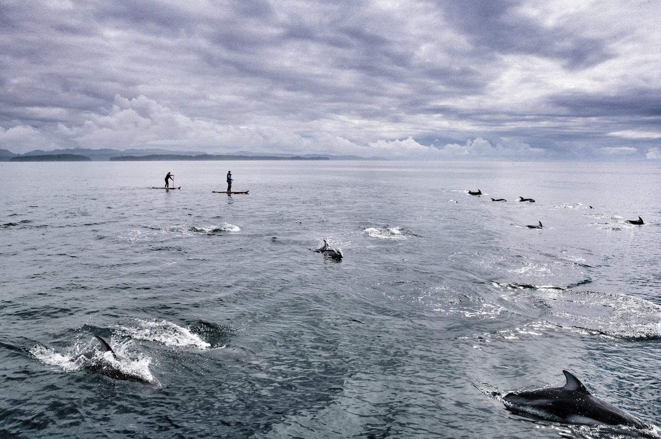 Paddle surf entre ballenas en la Columbia Británica viaje lujo remoto experiencia ballenas en Canadá