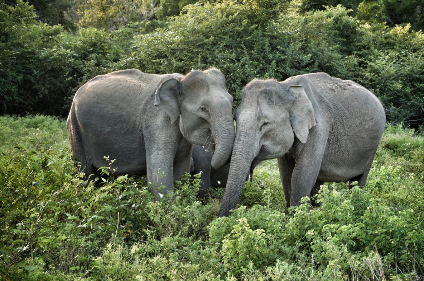 viaje lujo isla sri lanka naturaleza safari parque nacional yala elefantes