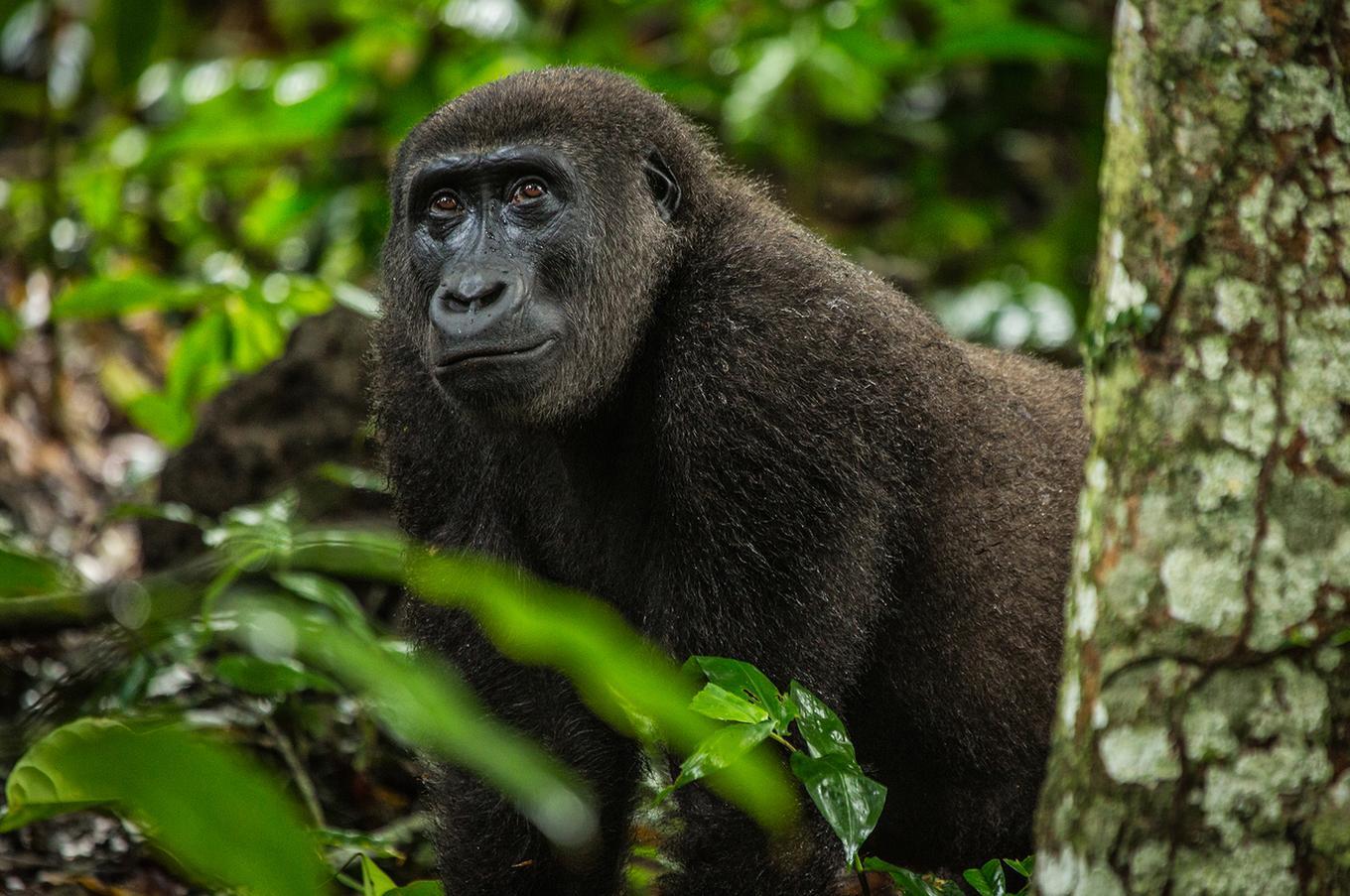 Los gorilas de valle son morfológicamente diferentes a sus parientes de montaña viaje lujo trekking gorila de valle África