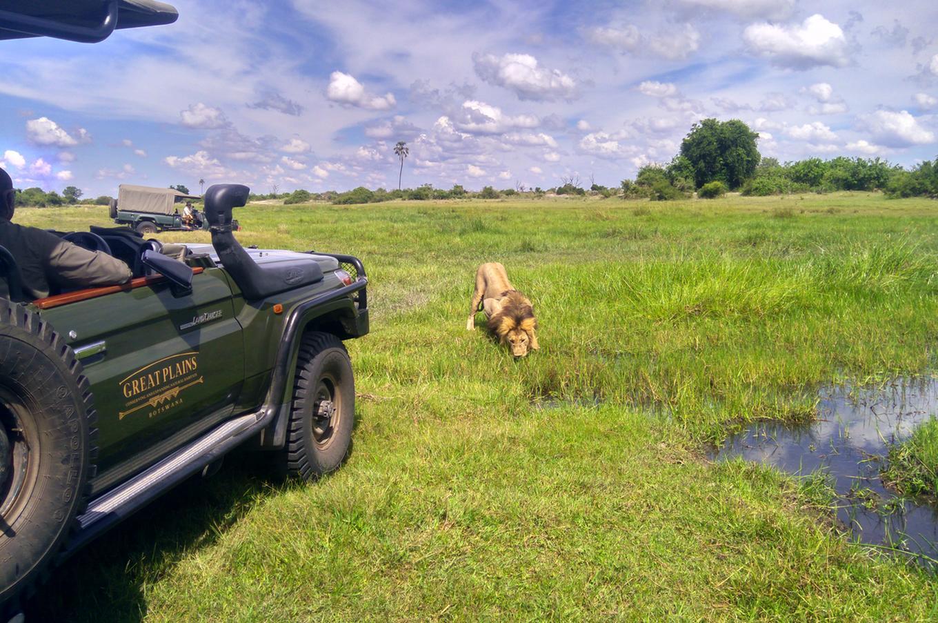 Los safaris con un mínimo impacto medioambiental contribuyen a la conservación de las especies viaje lujo Africa Botsuana safari Okavango