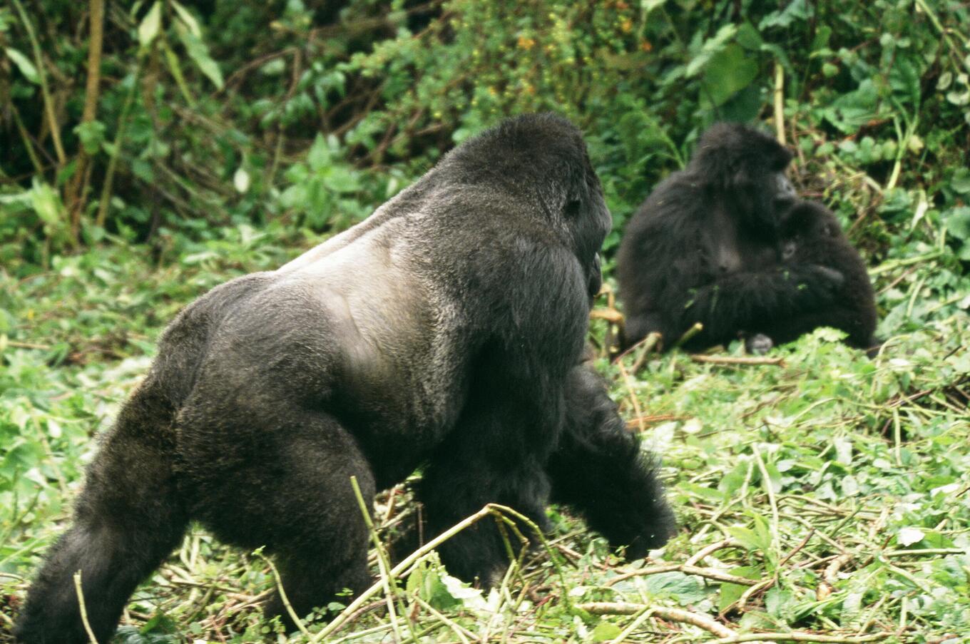 viaje lujo treking gorilas de montaña en Ruanda