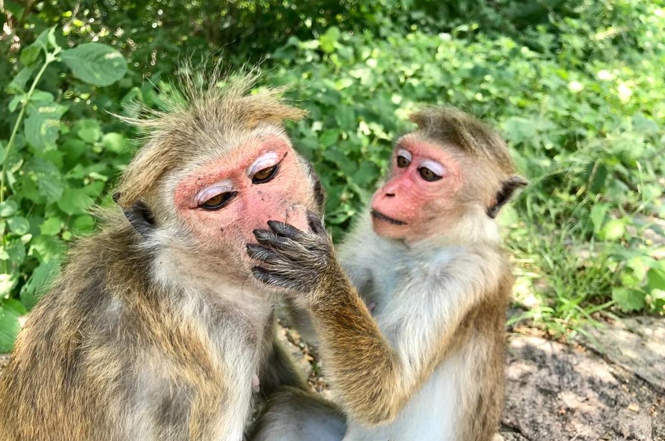 viaje lujo isla sri lanka naturaleza macacos monos