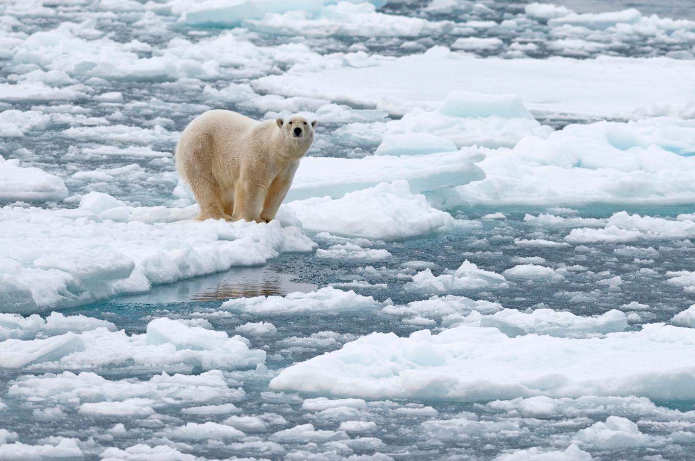 viaje lujo dirigible polo norte ártico oso polar