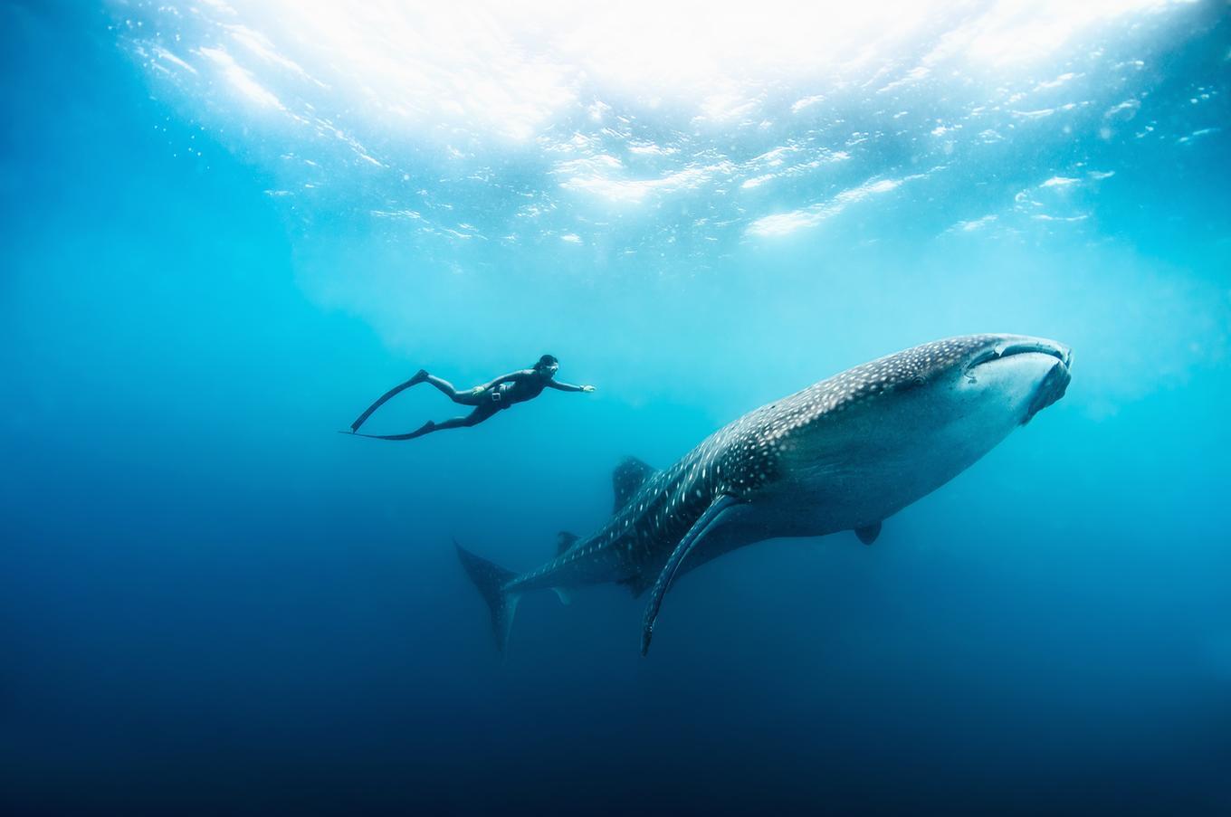 Las visitas del tiburón ballena son frecuentes en el atolón y nadar con ellos es una experiencia única, Foto: Peter Marshall viaje lujo remoto islas maldivas experiencia submarinismo con ballenas