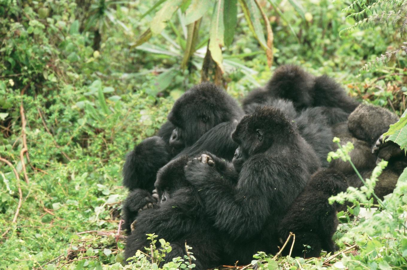 En la actualidad, existen 18 grupos de gorilas de montaña que se pueden visitar en Bwindi viaje uganda gorila de montaña parque nacional Bwindi