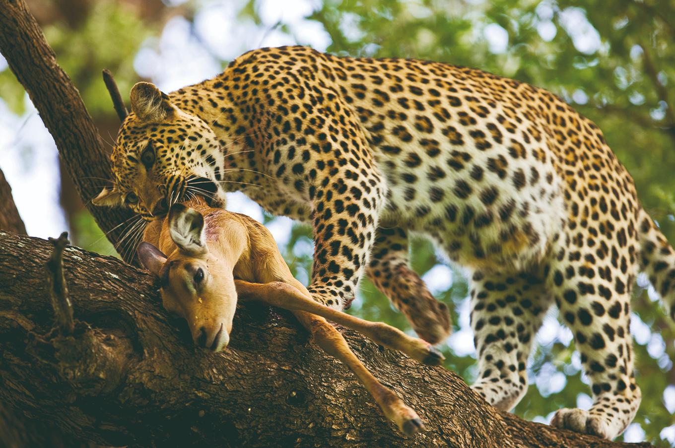 Leopardo safari lujo África