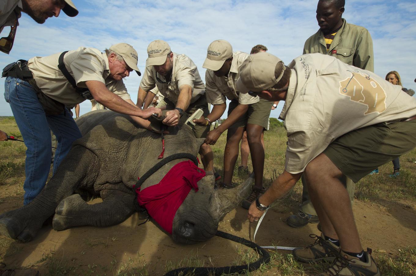 rinoceronte sudáfrica rhinos without borders