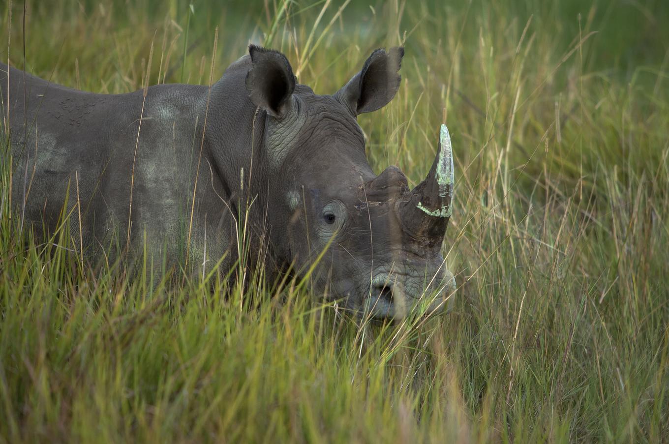 Los rinocerontes habitan nuestro planeta desde hace 15 millones de años rinoceronte sudáfrica rhinos without borders