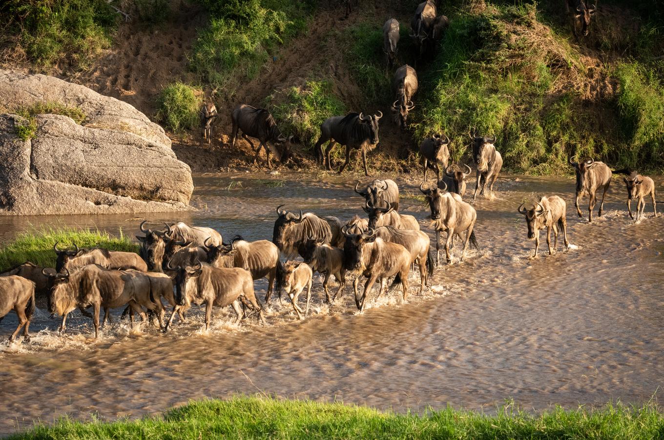 cottar&#039;s safari camp kenia masai mara