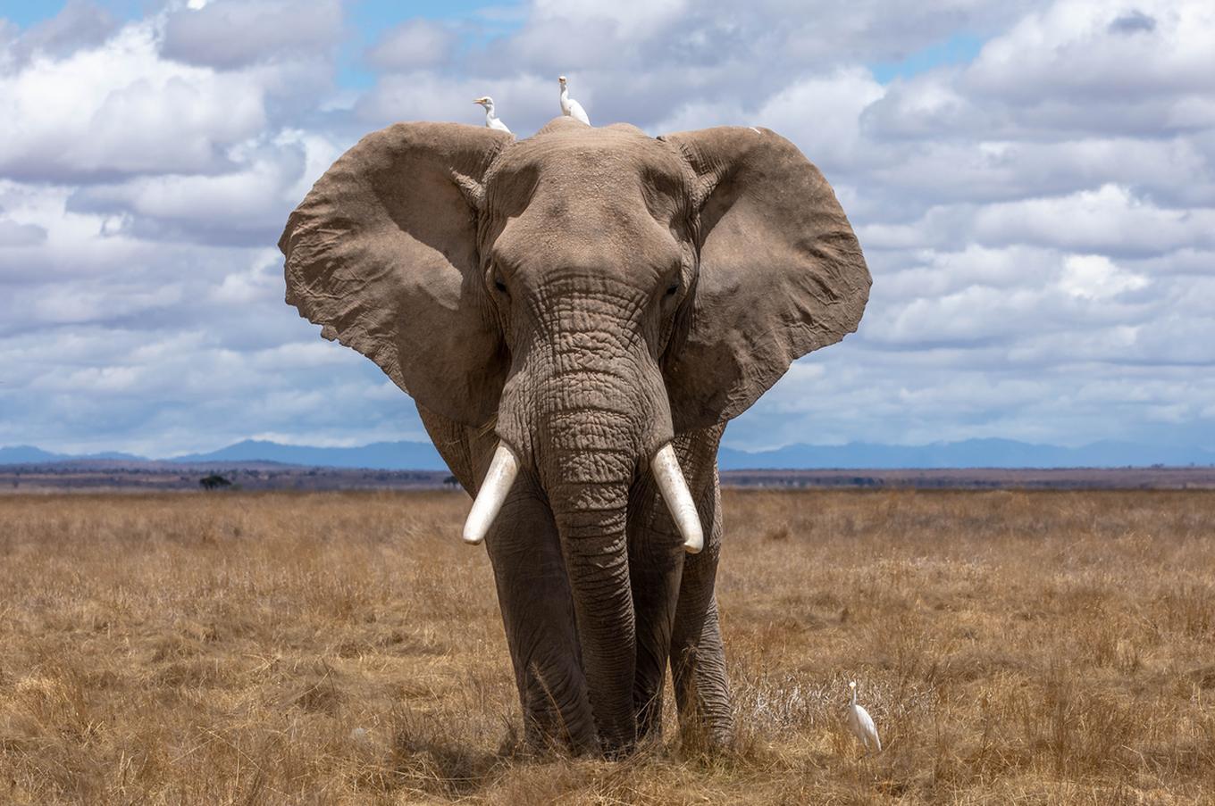 Las rutas de migración clásicas de los elefantes están invadidas por cultivos lo que provoca conflictos entre estos animales y los agricultores. Foto: Nam Anh elephants bees project