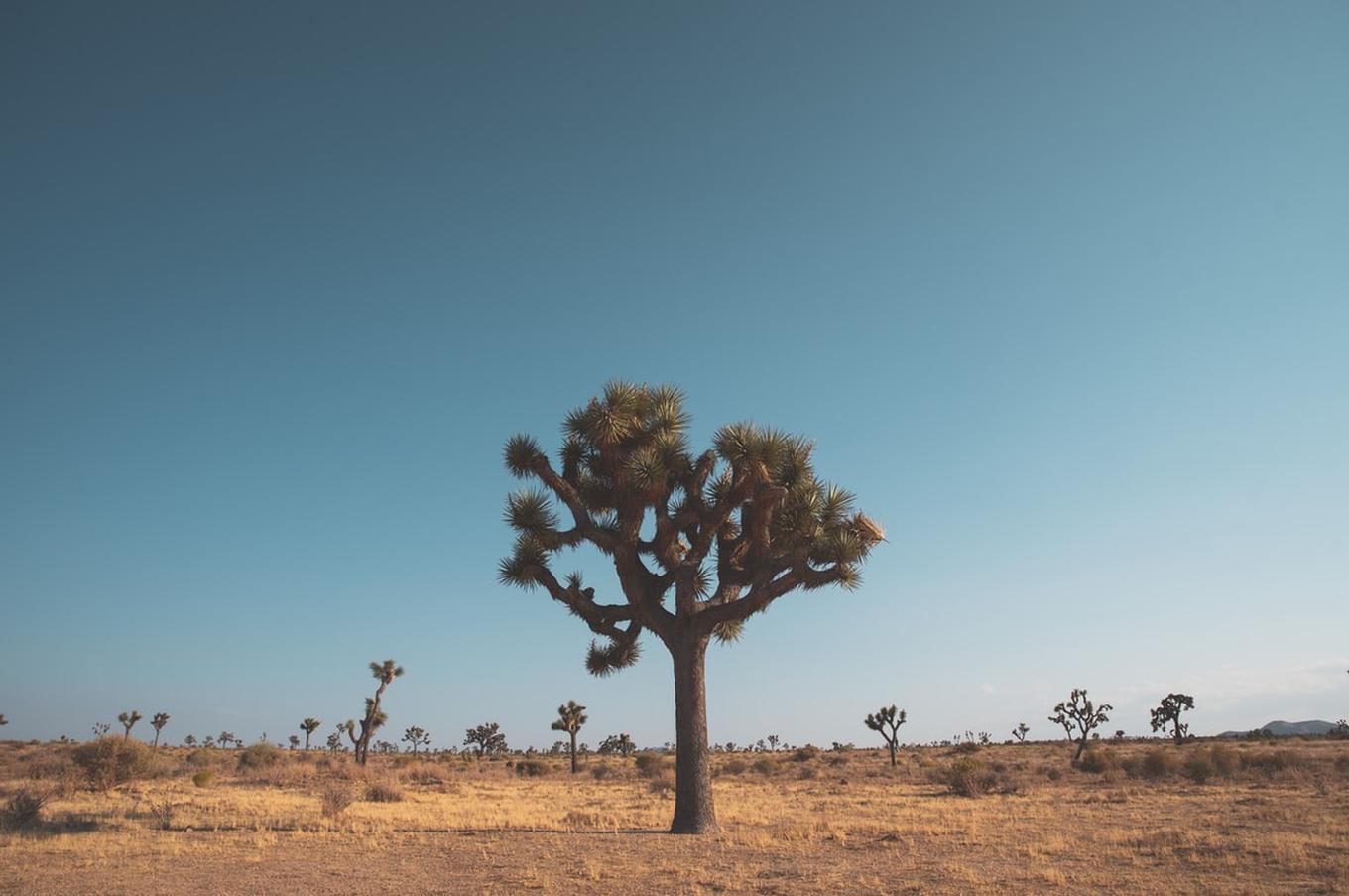 joshua tree parque nacional estados unidos